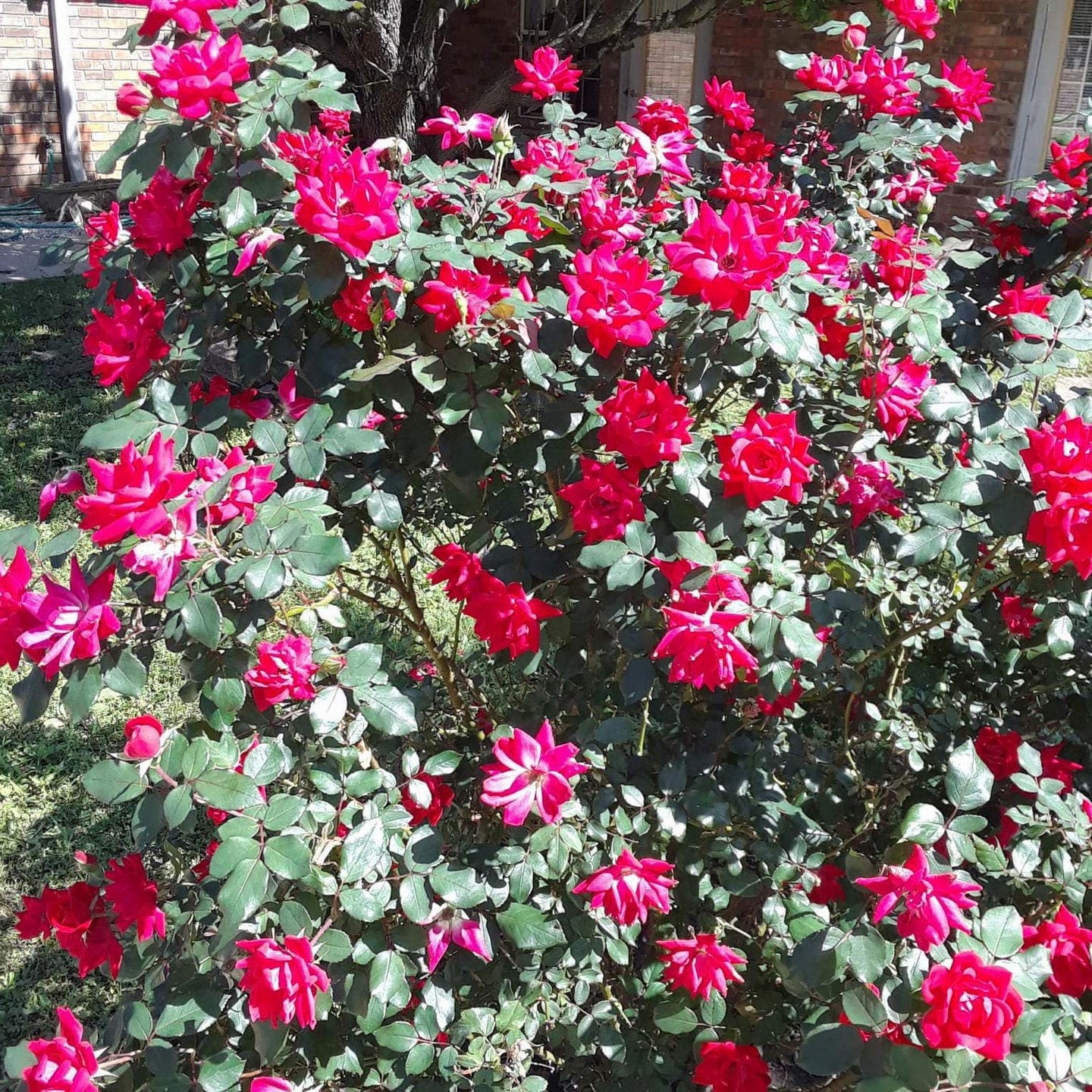 Rose garden in bloom at The Meadows